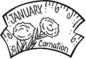 01-january-carnation-2