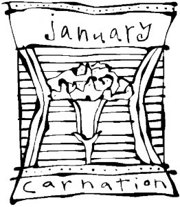 01-january-carnation-3