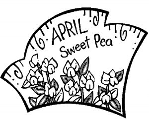 04-april-sweet-pea-1