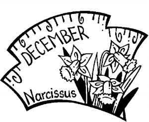 12-december-narcissus-2