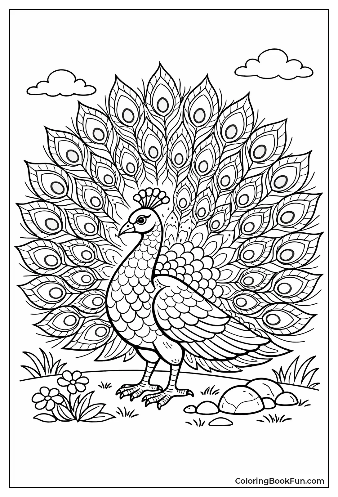 Advanced Peacock Design