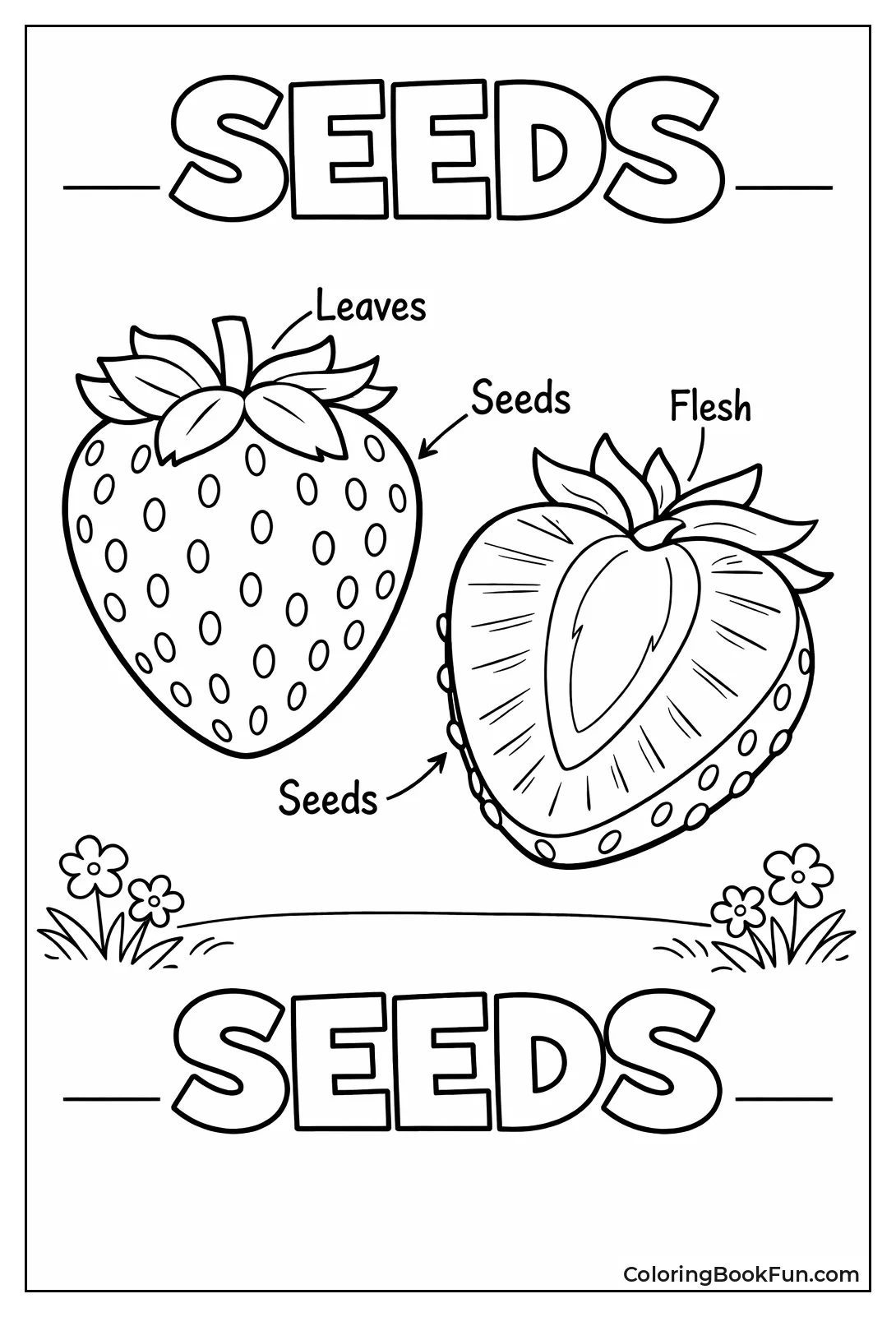 Strawberry Anatomy Shows Parts