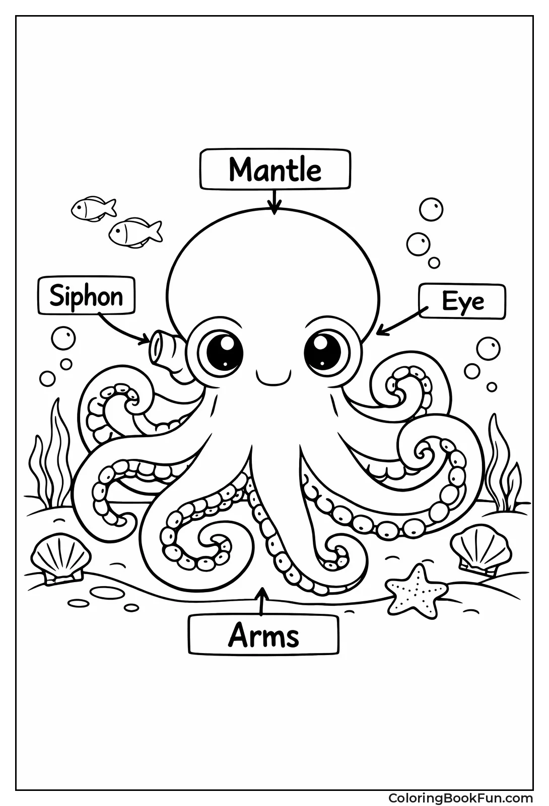 Anatomy of an Octopus