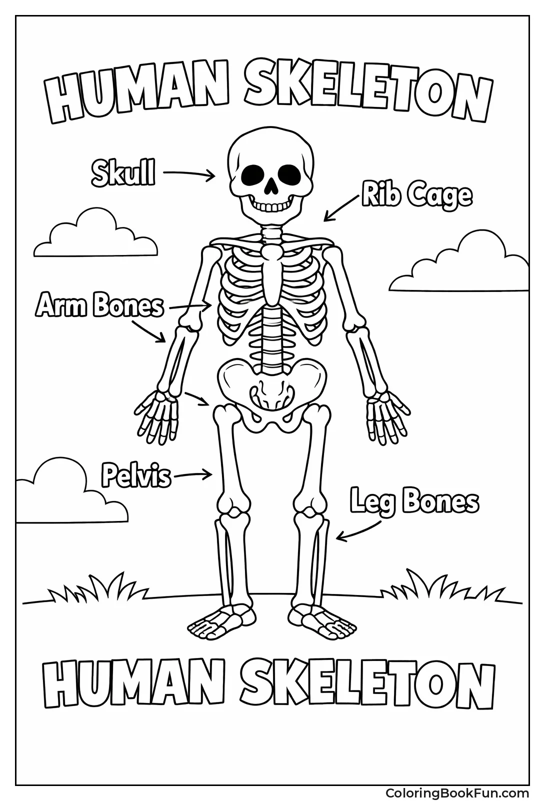 Labeled Anatomy Skeleton
