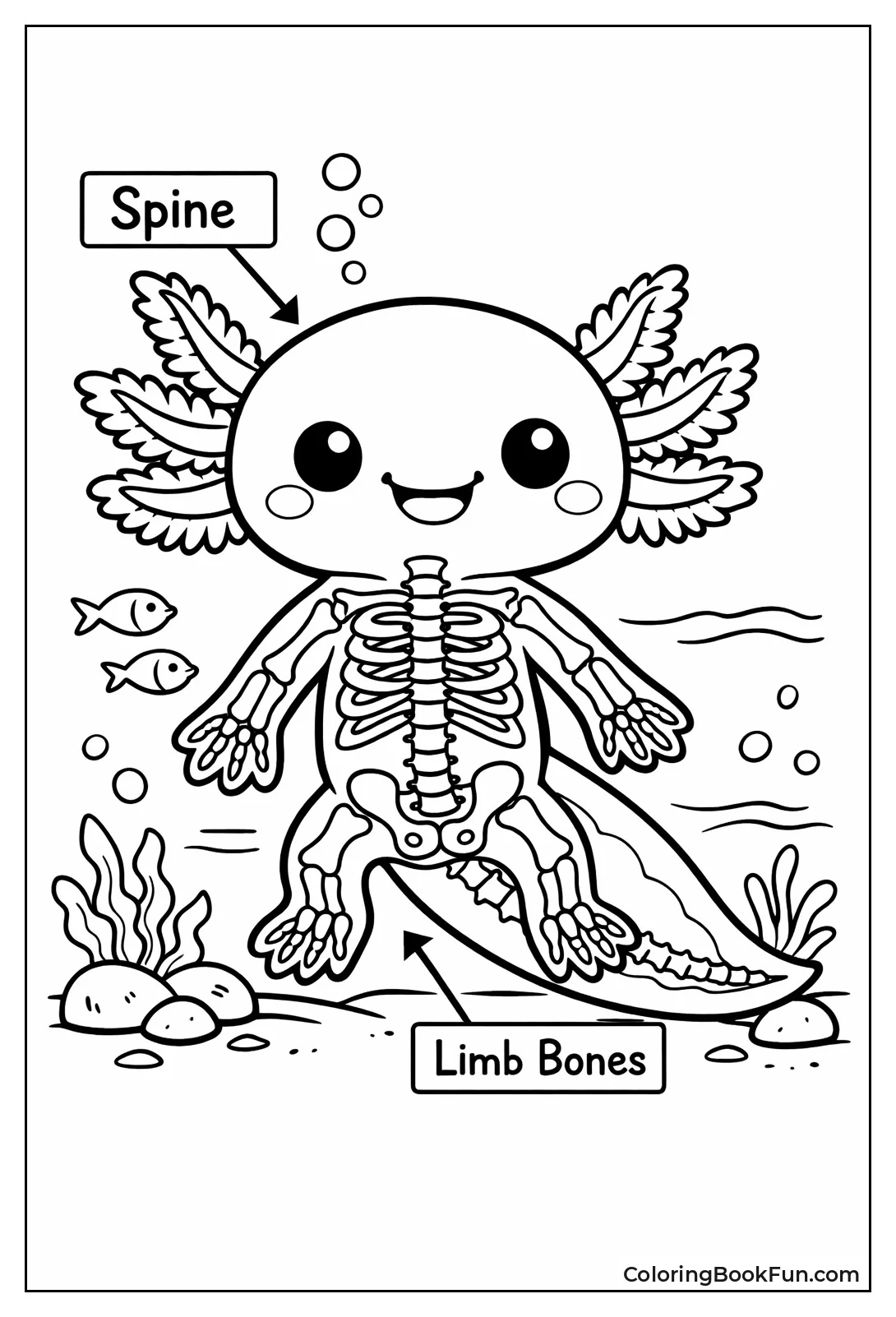 Axolotl Anatomy X-Ray View