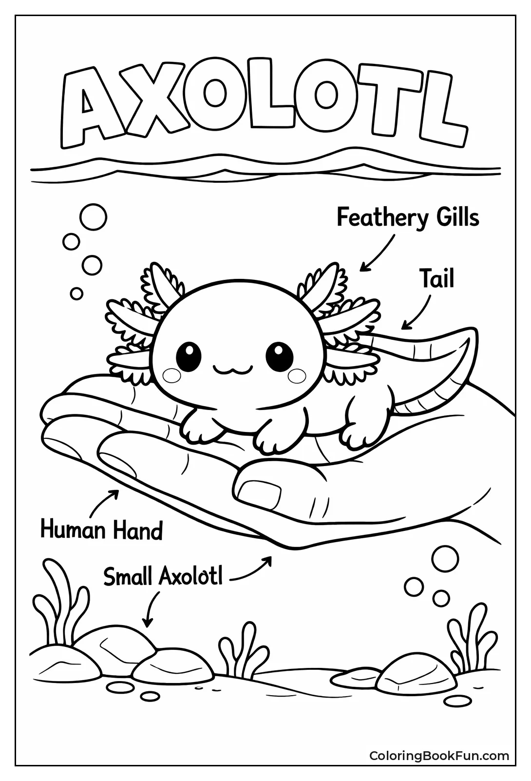 Axolotl Next to Hand