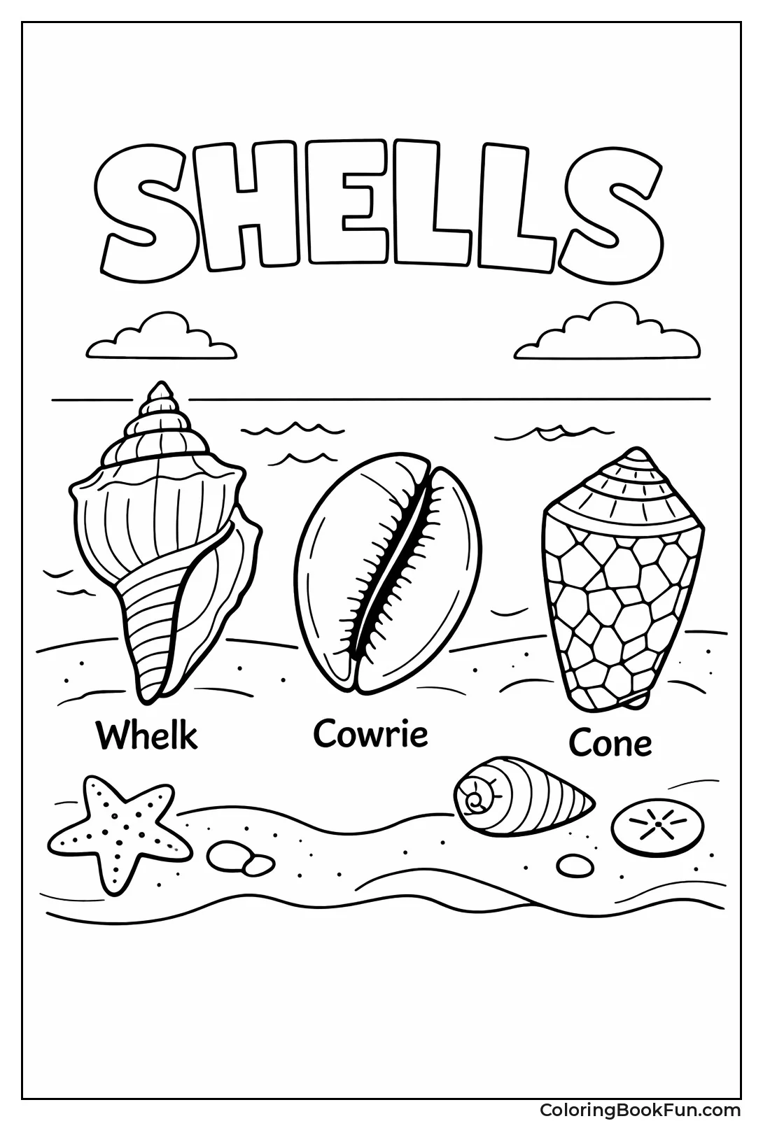 Labeled Types of Seashells