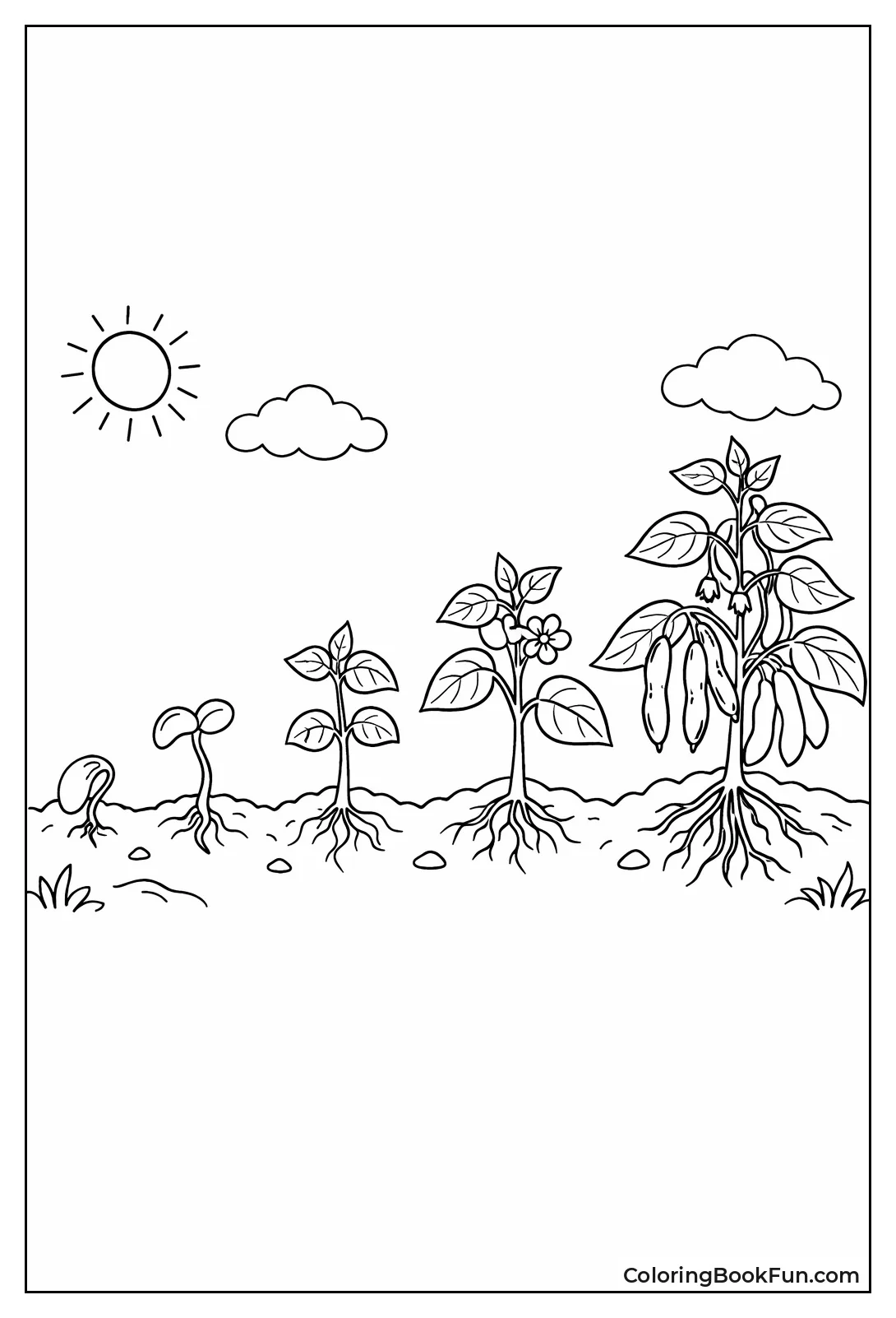 Bean Sprout to Full Pods