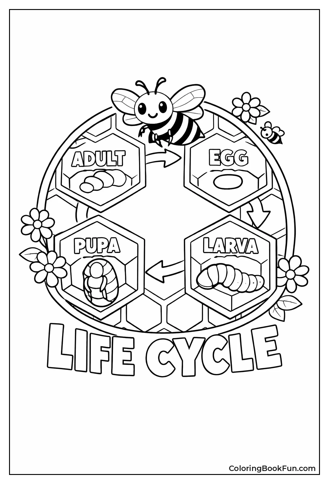 Bee Life Cycle