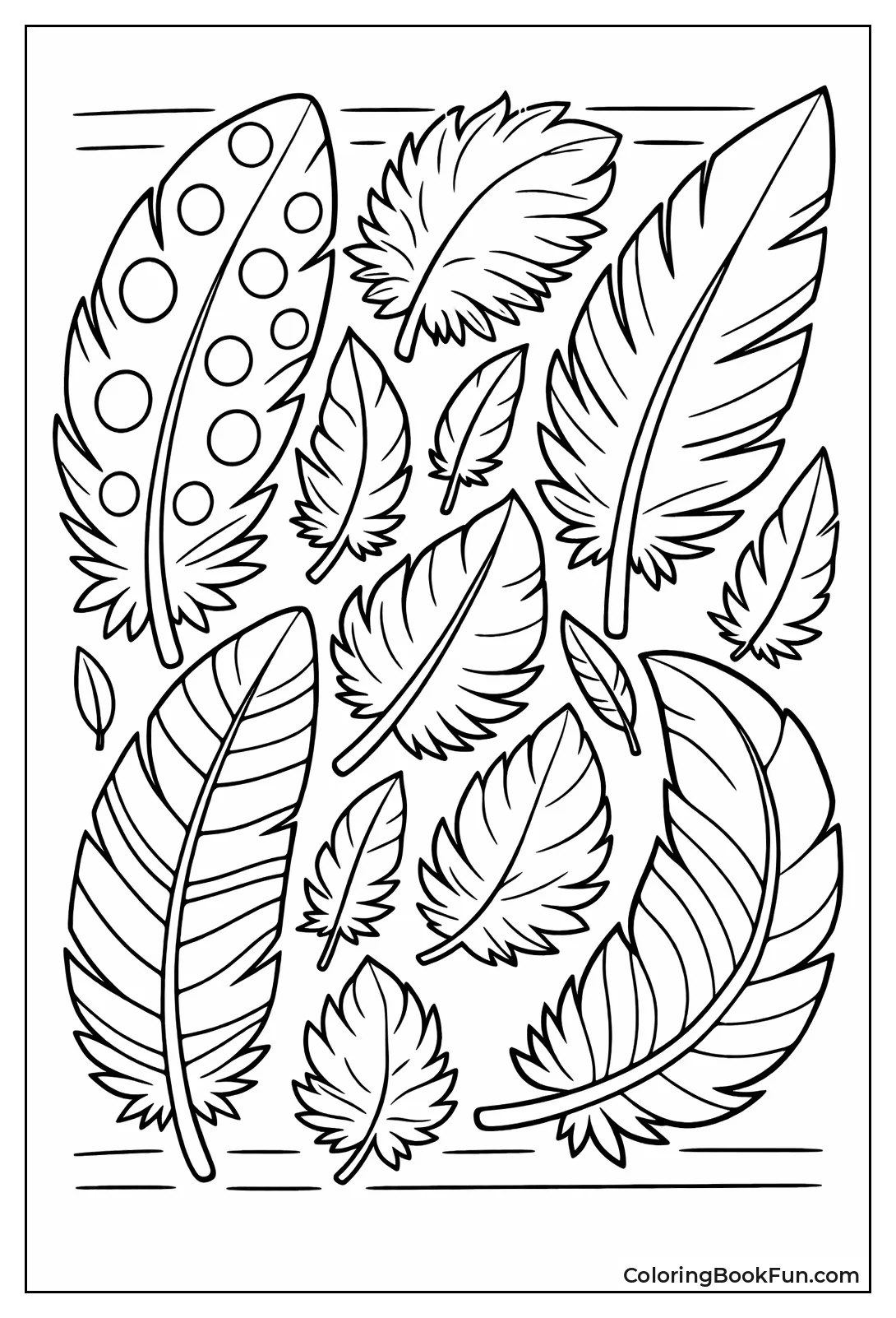 Collection of Bird Feathers