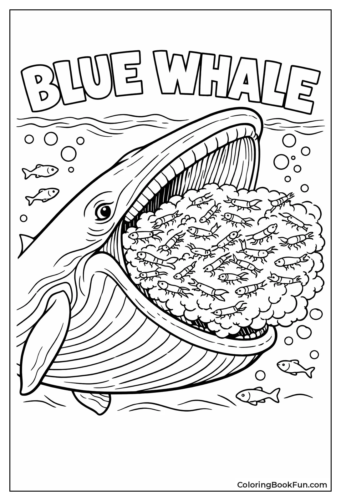 Blue Whale Eats Krill