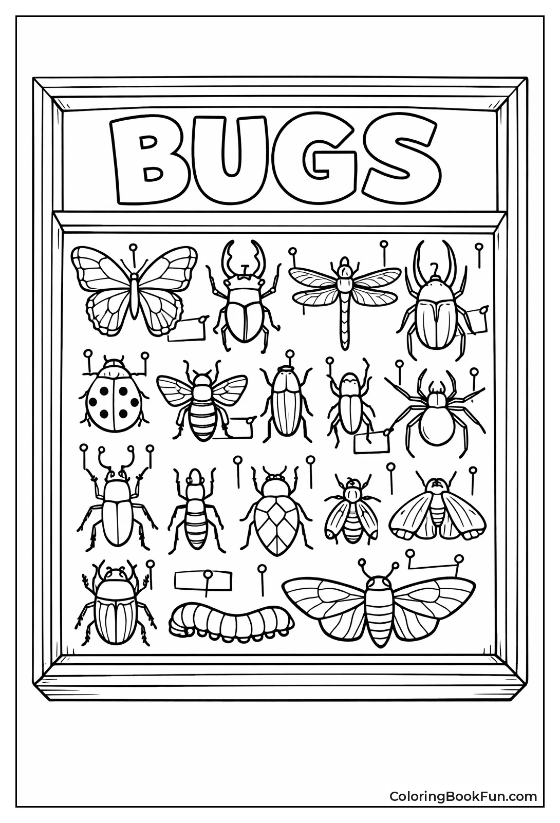 Beetles in Collection Box