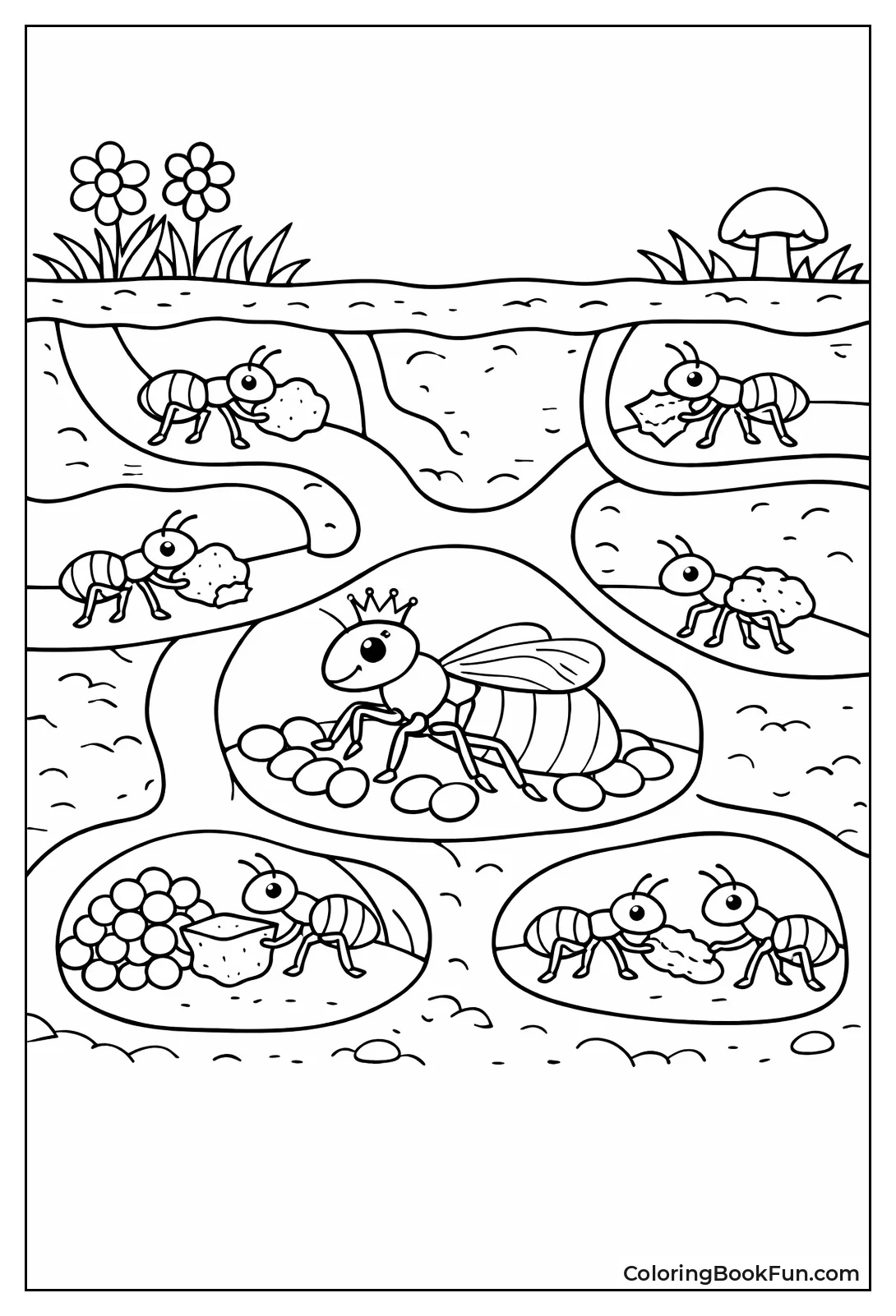 Ants in Underground Colony