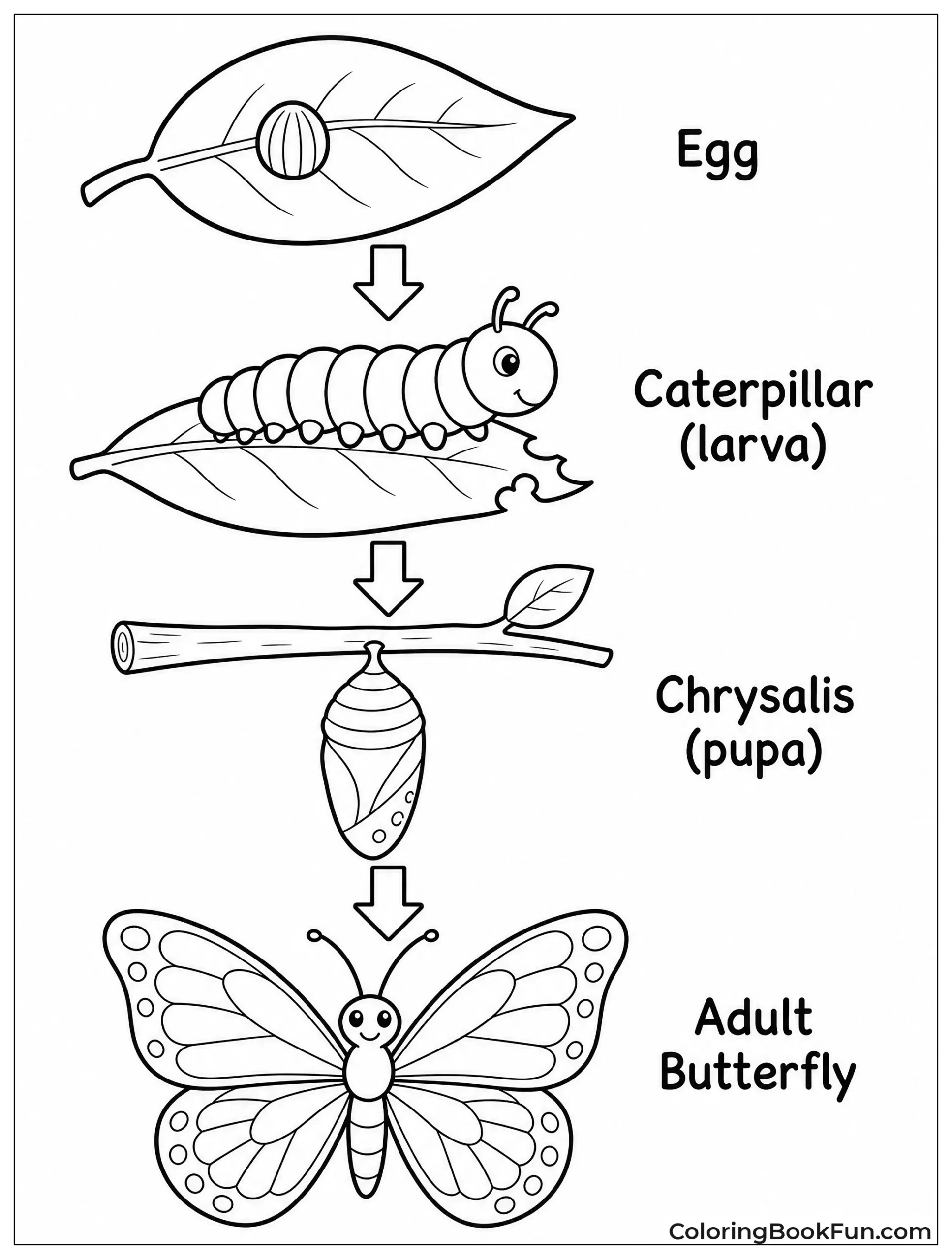 Butterfly Life Cycle Stages