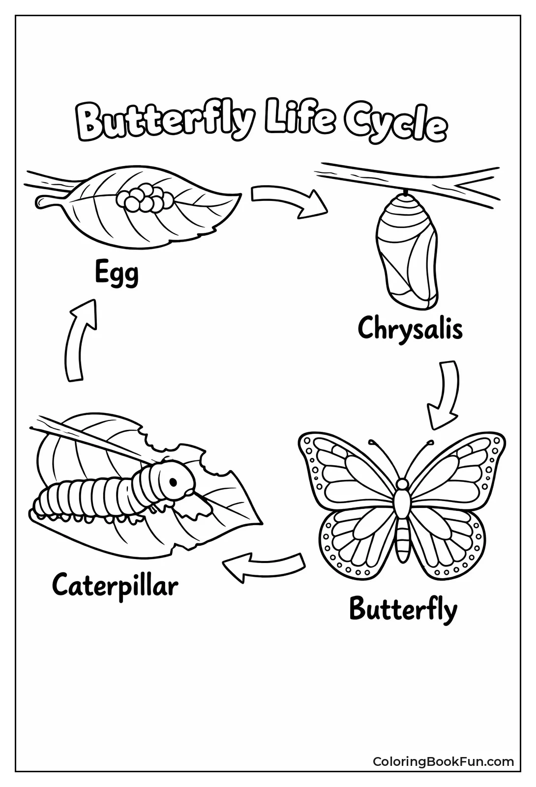 Butterfly Life Cycle Stages
