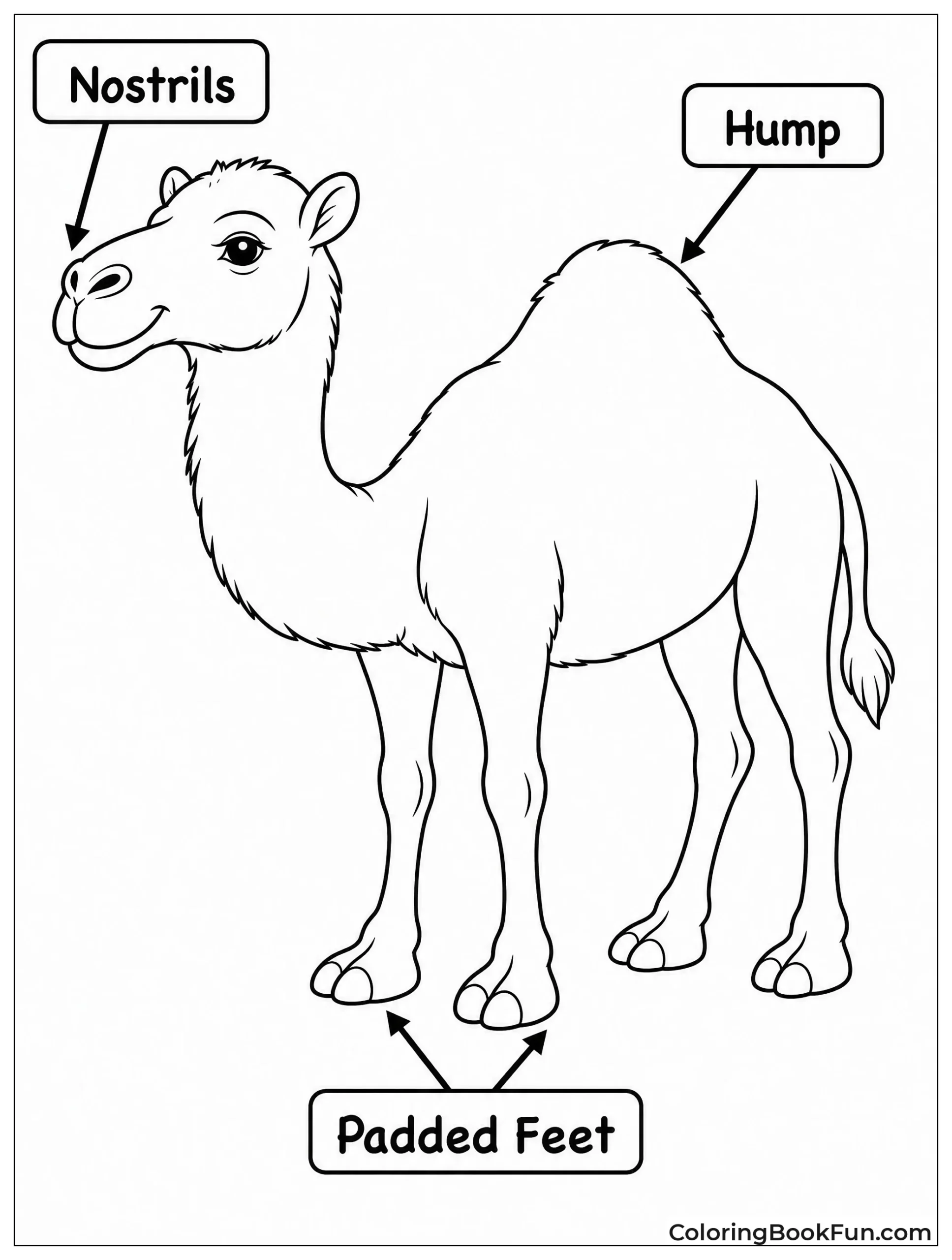 Camel Anatomy with Labels