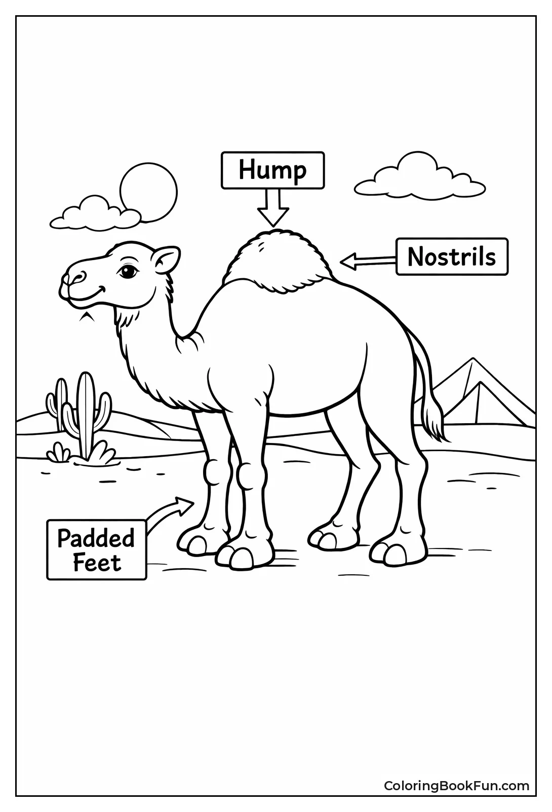 Camel Anatomy with Labels