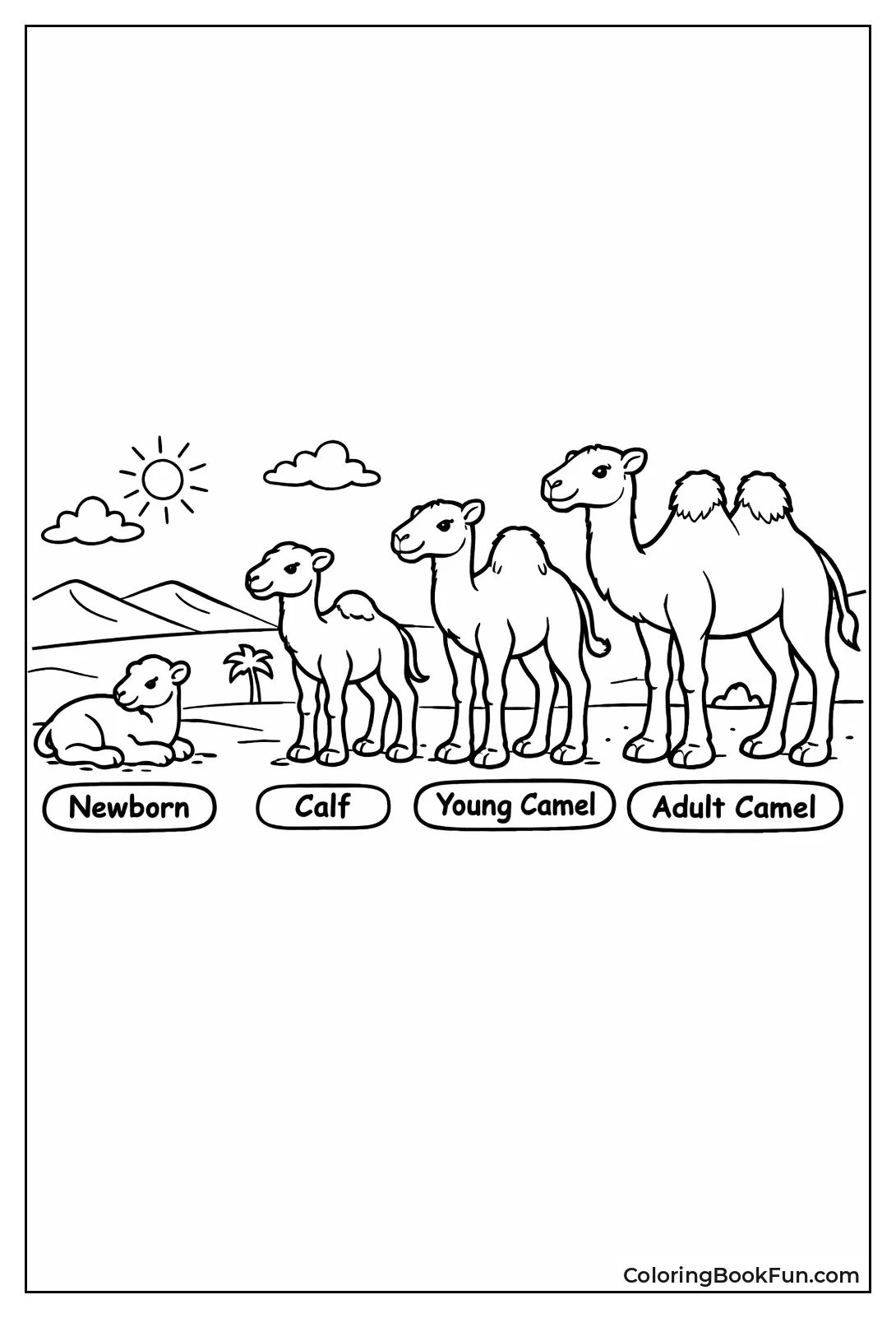 Camel Life Cycle Stages