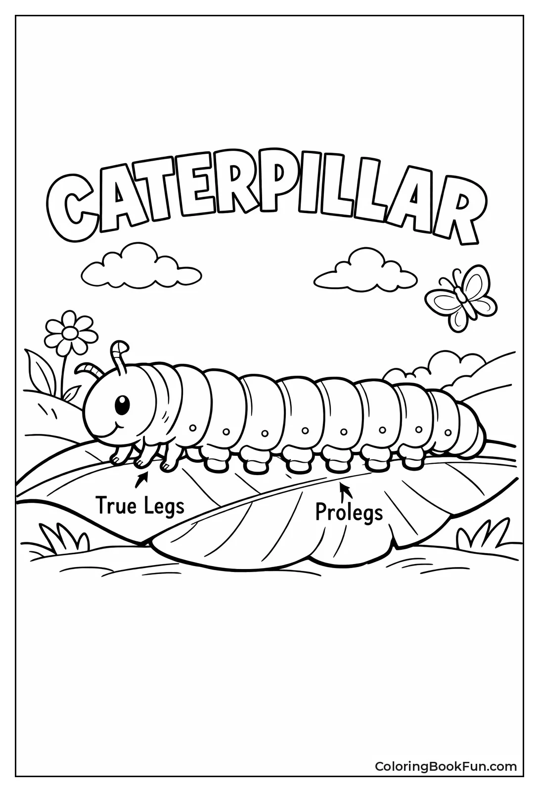 Caterpillar Shows True Legs