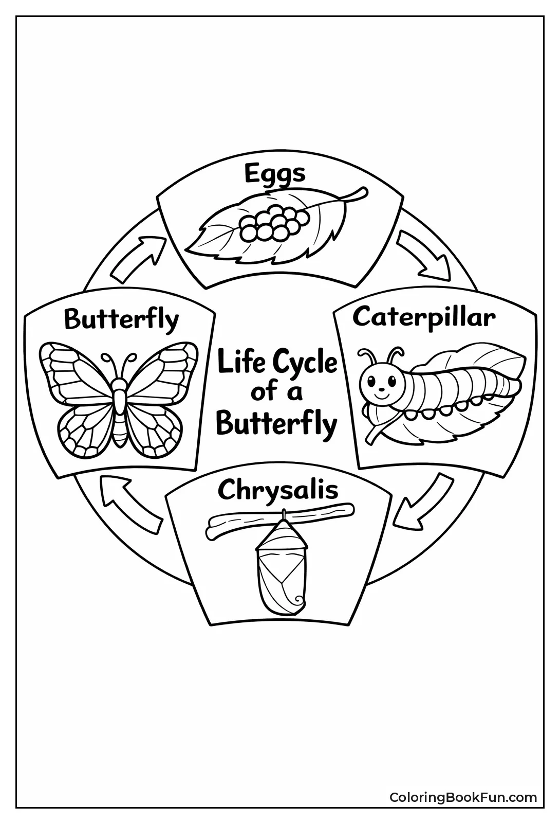 Butterfly Life Cycle Wheel