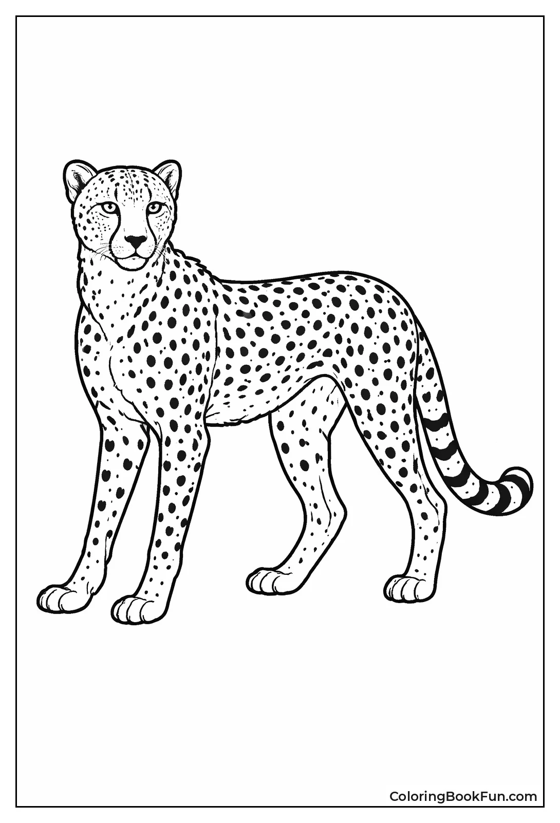 Cheetah with Spotted Pattern