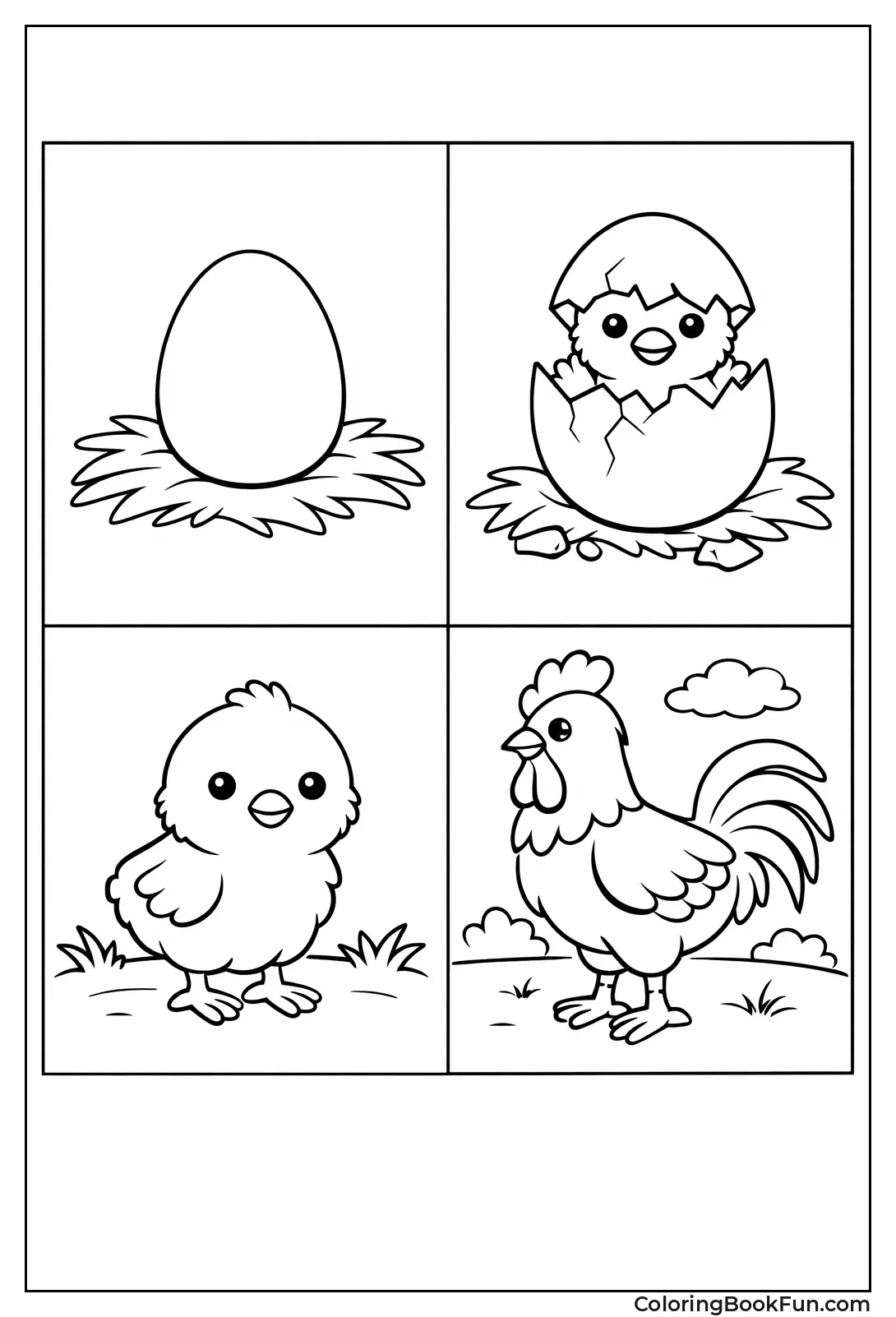 Chicken Life Cycle Stages