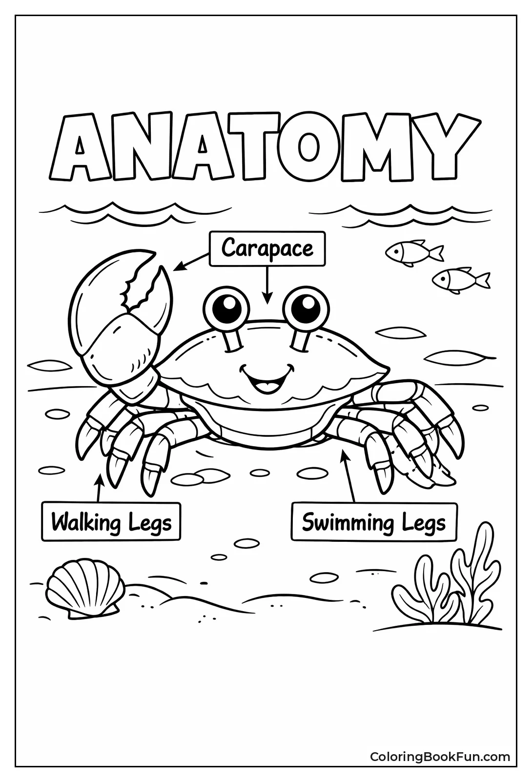 Crab Anatomy with Labels