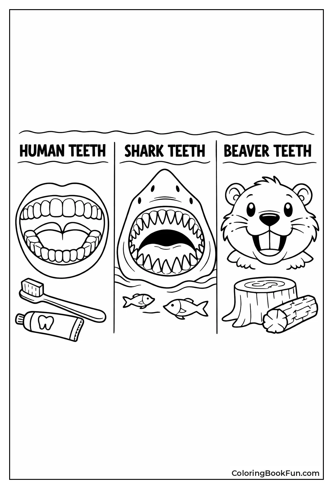 Animal Mouths Compare Teeth