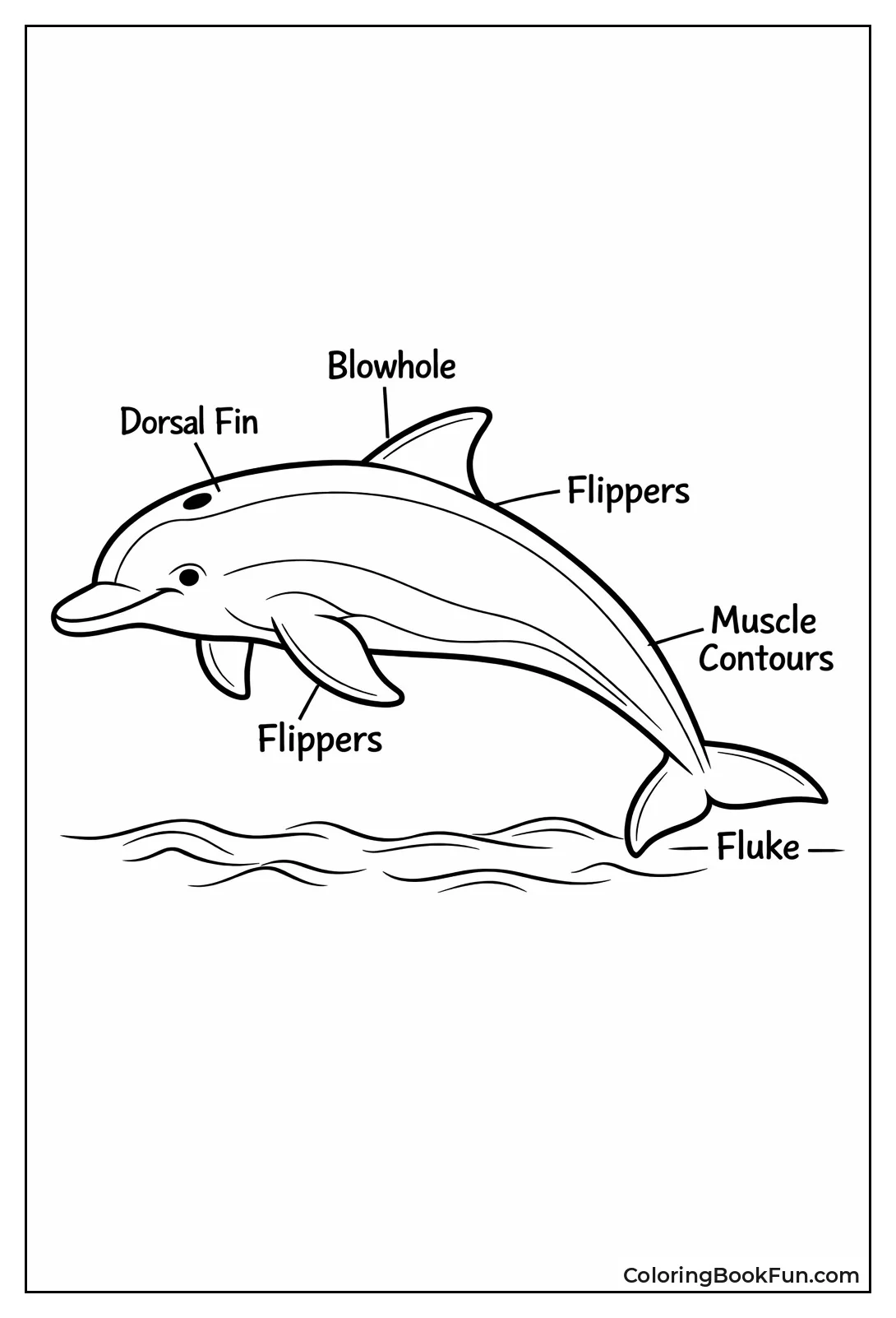Labeled Dolphin Anatomy View