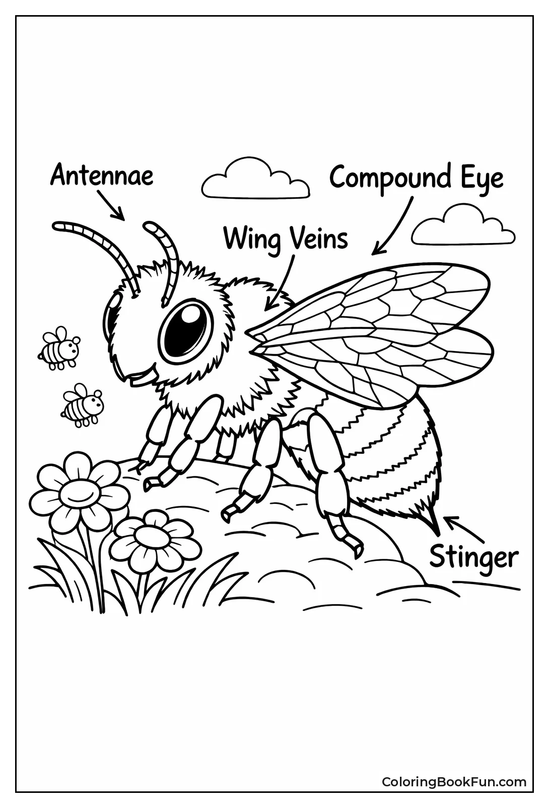 Detailed Bee Anatomy
