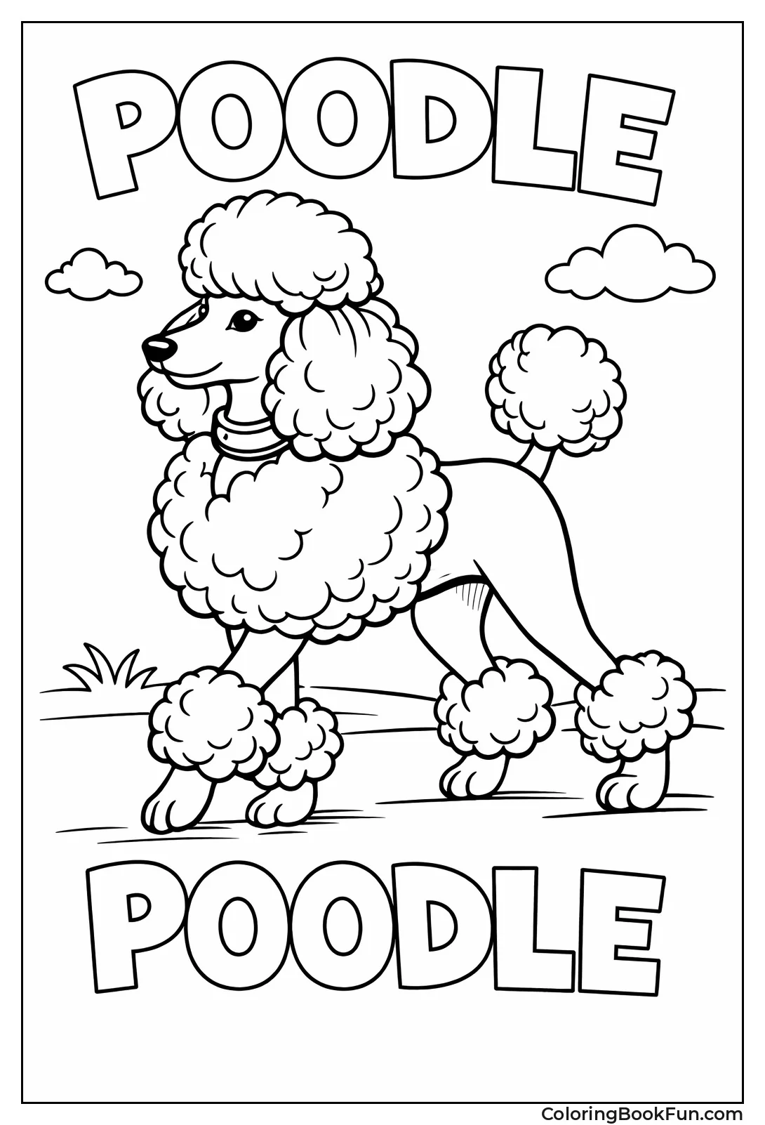 Elegant Curly Poodle Pose