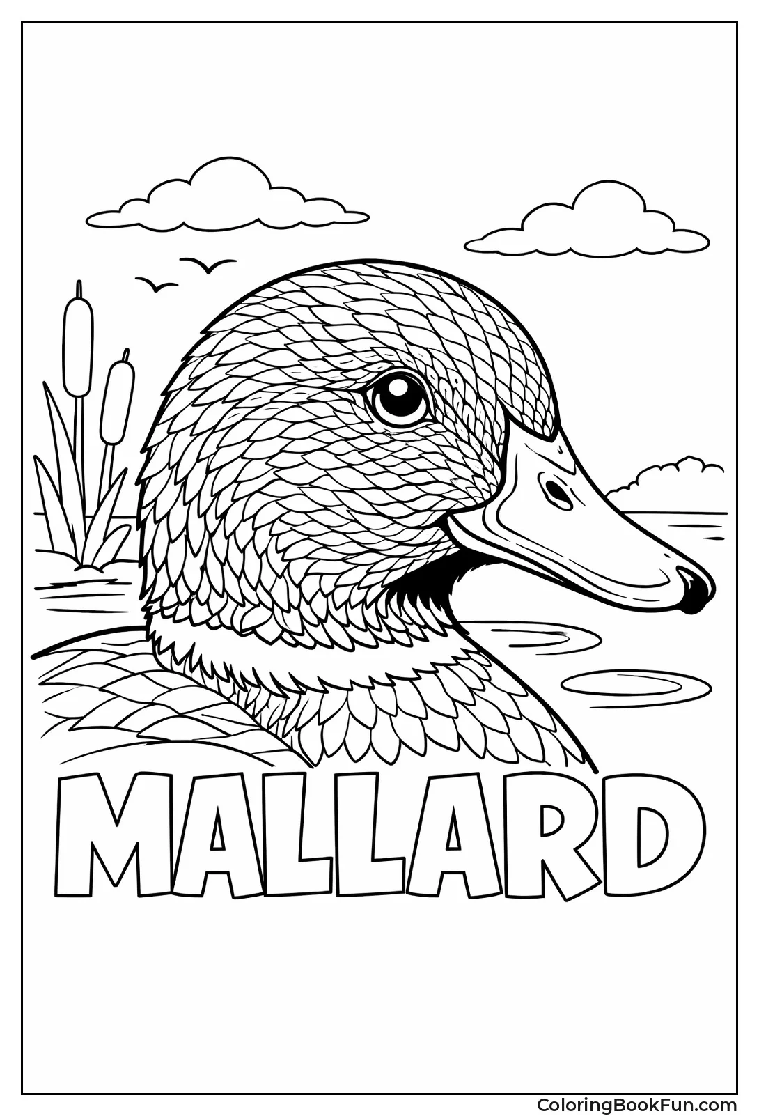 Mallard Duck Head Closeup