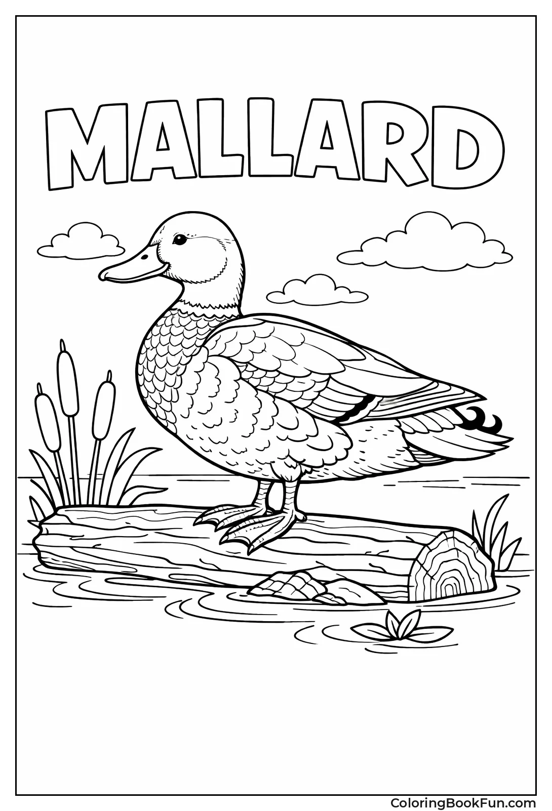 Standing Mallard Drake on Log