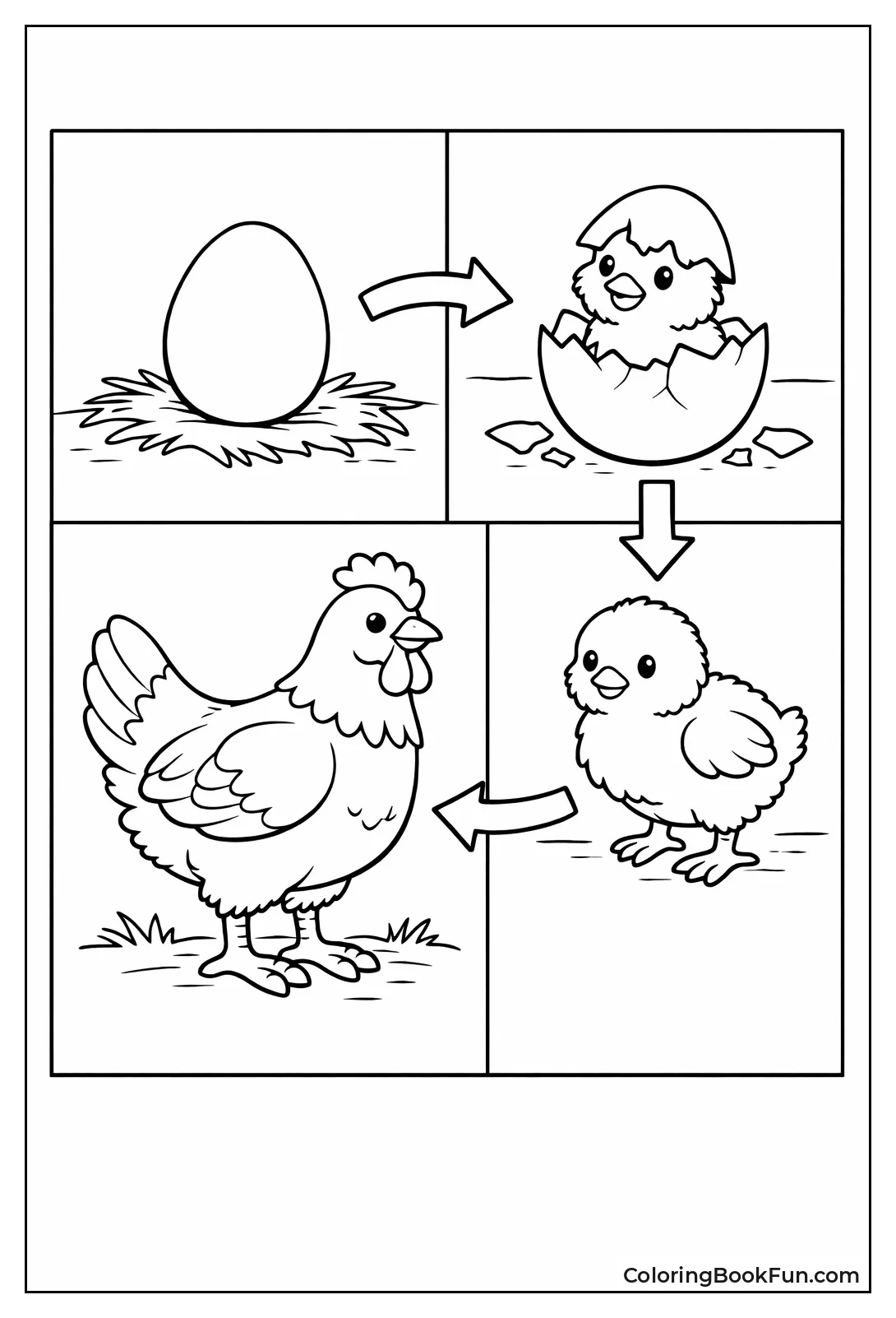 Chicken Egg to Hen