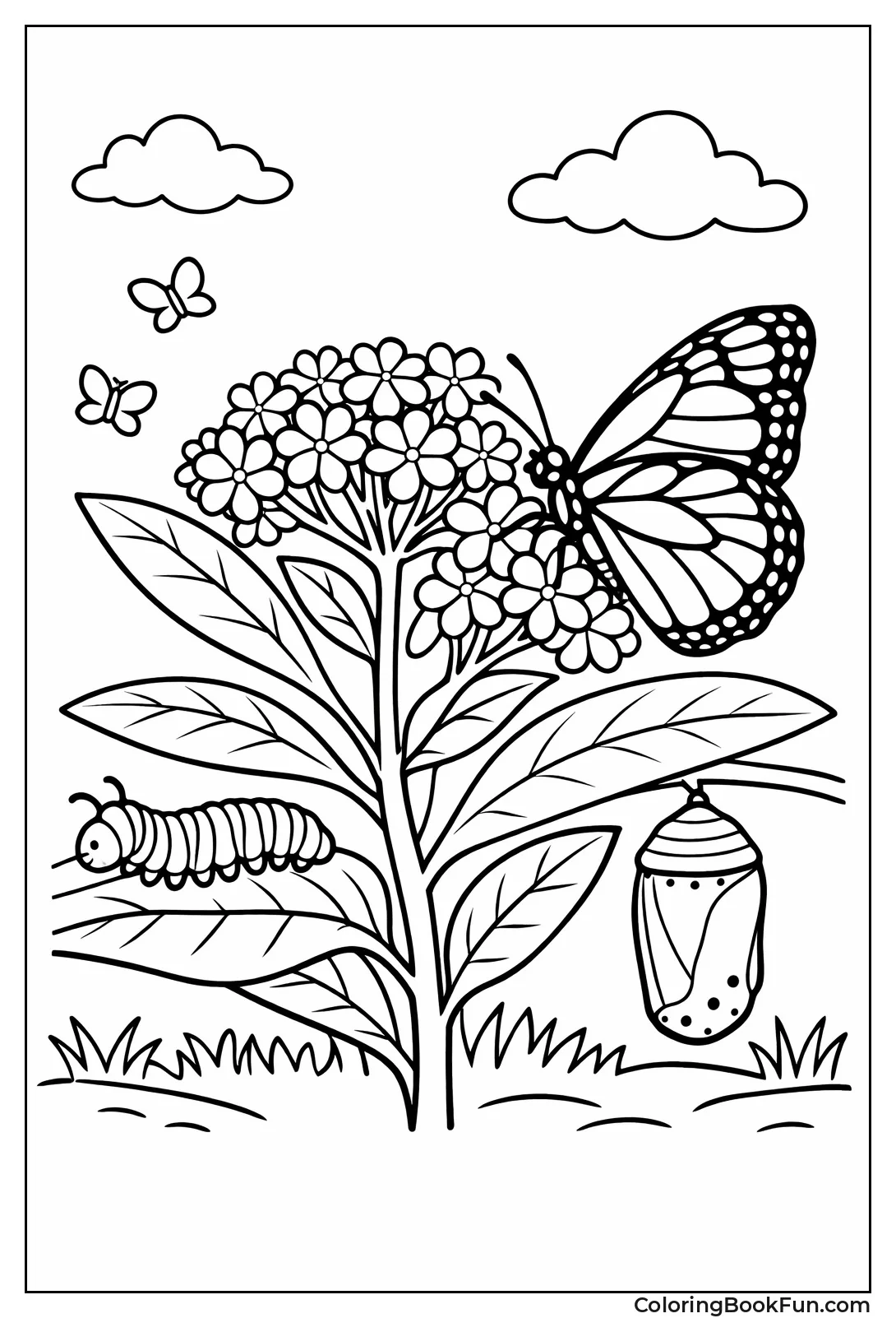 Butterfly Life Cycle on Plant