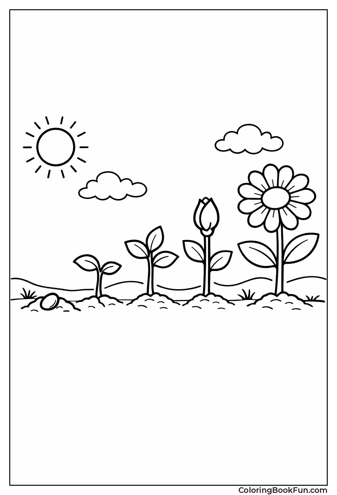 Flower from Seed to Bloom