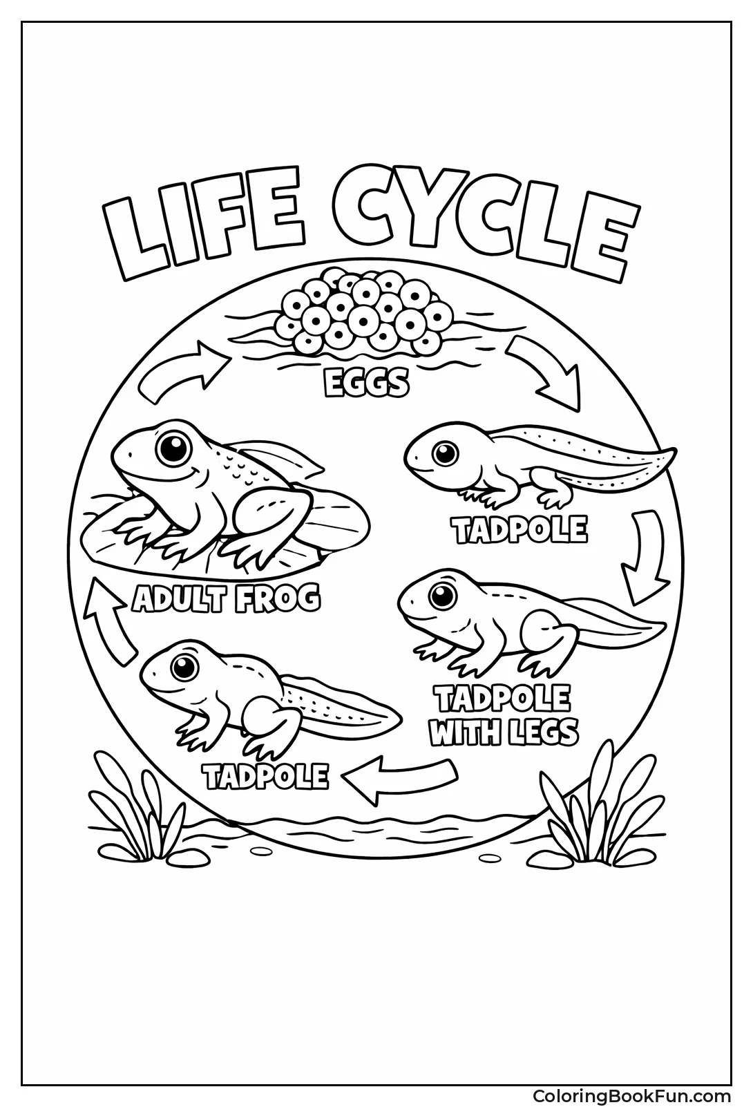 Frog Life Cycle Shows Stages