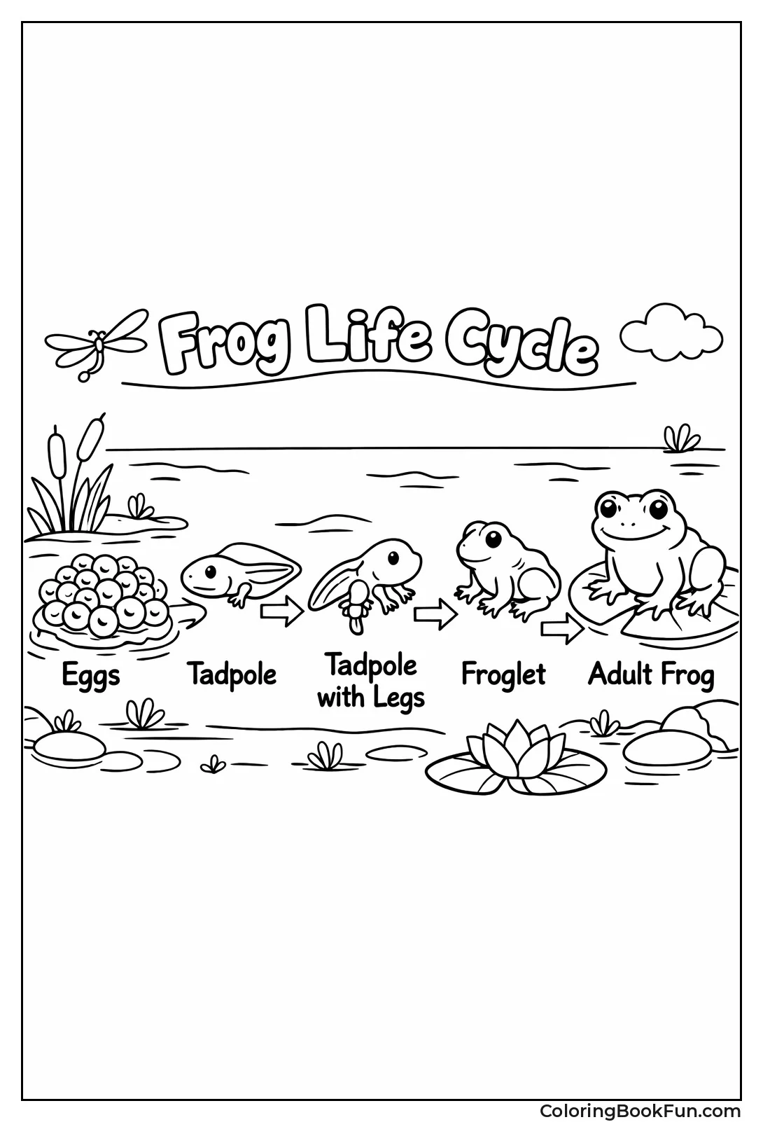 Tadpole Turns into Little Frog