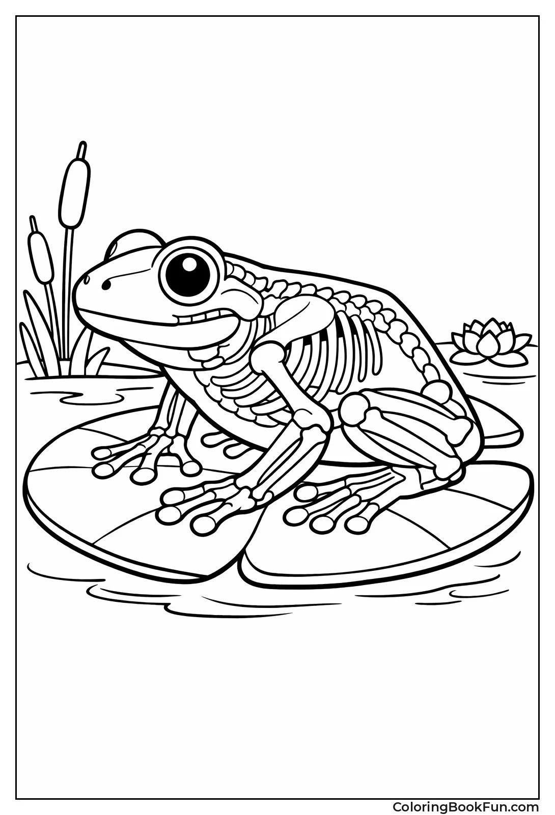 Frog Shows Inside Skeleton