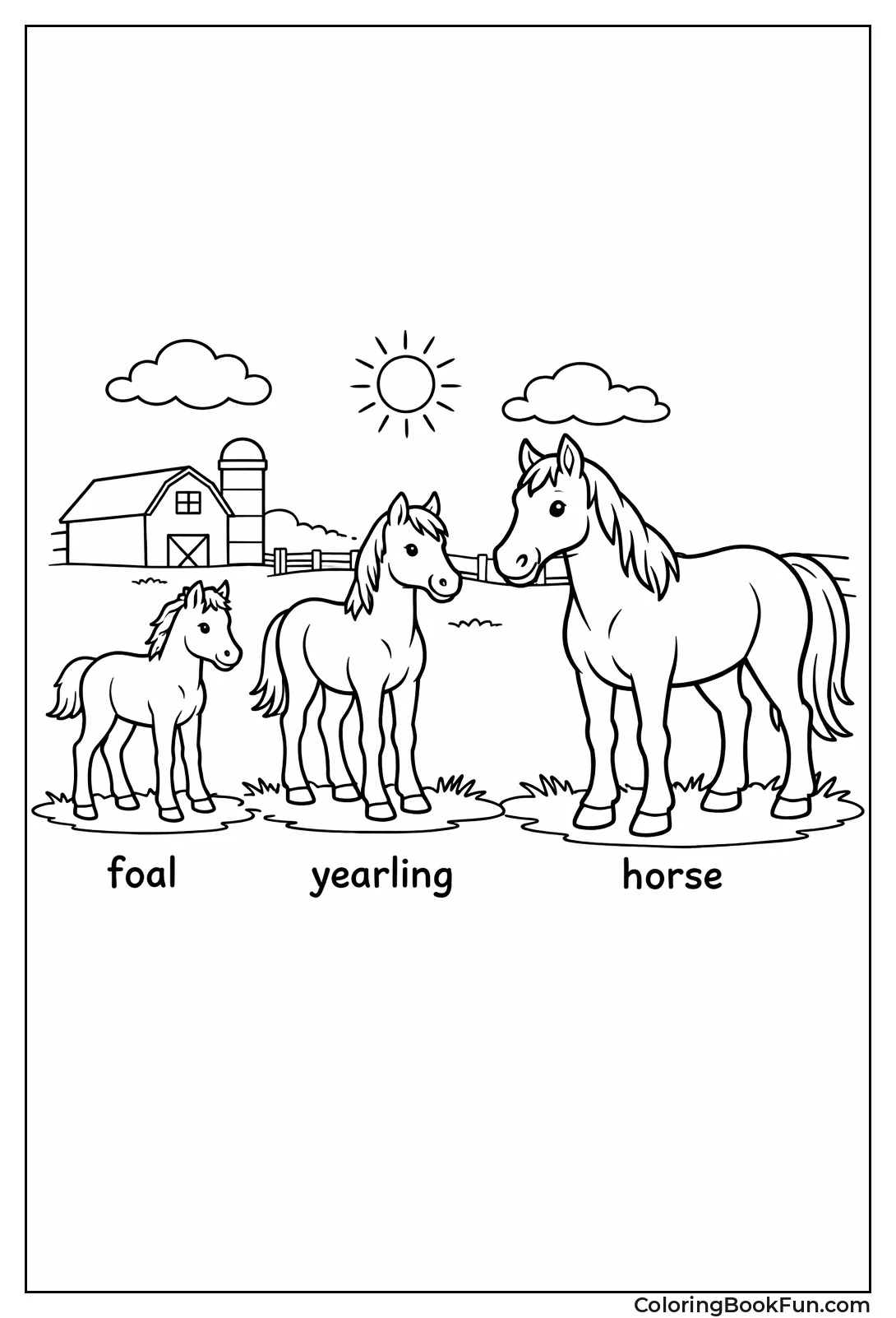 Horse Life Cycle
