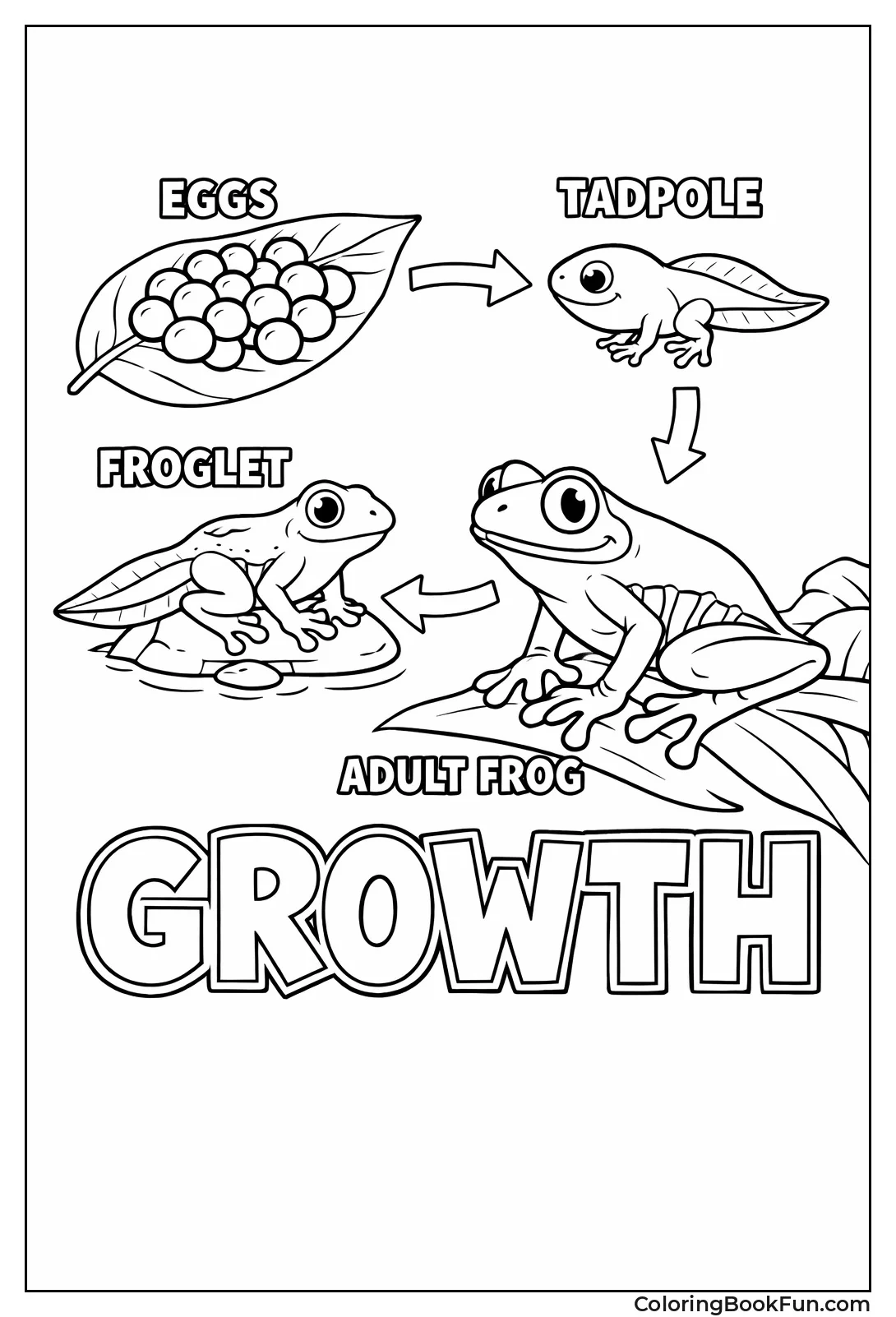 Frog Grows from Tadpole