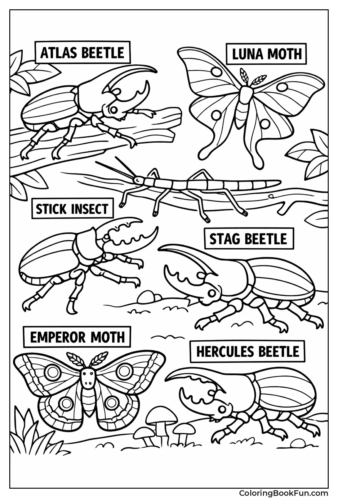 Big Jungle Bugs Labeled