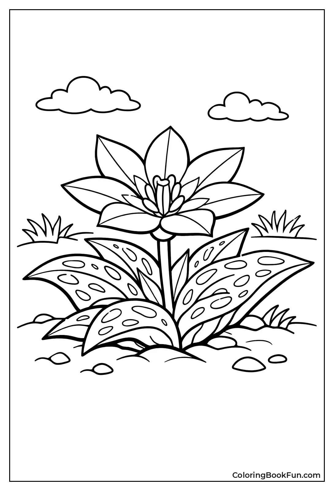 Short Kaufmanniana Tulip Plant