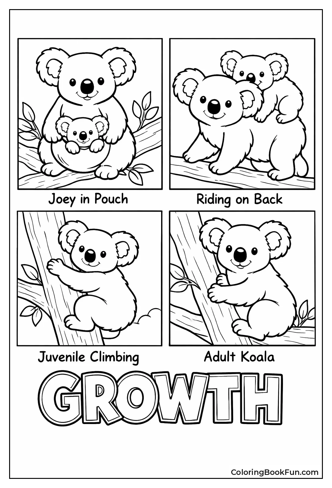 Koala Life Cycle Stages