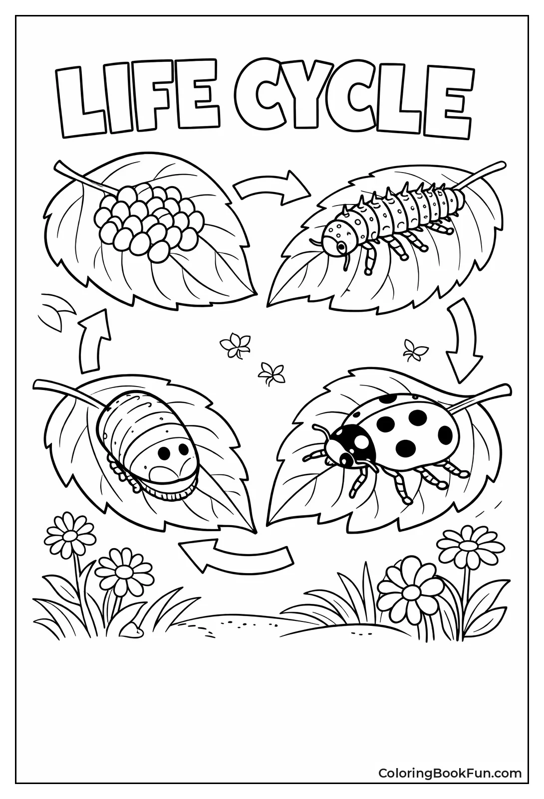 Ladybug Life Cycle Stages