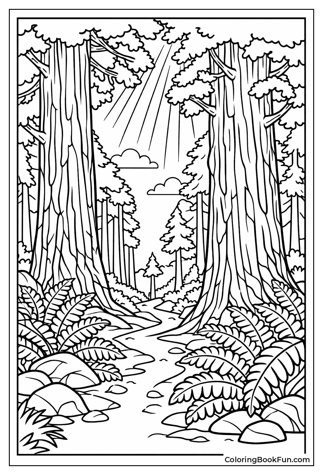 Towering Redwoods Filter Sunlight