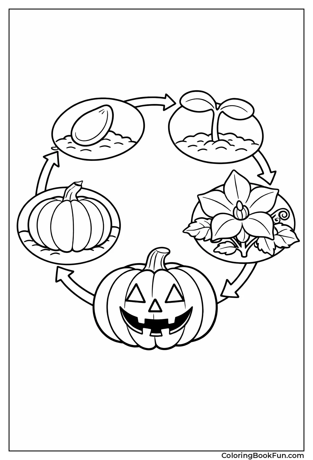 Pumpkin Life Cycle
