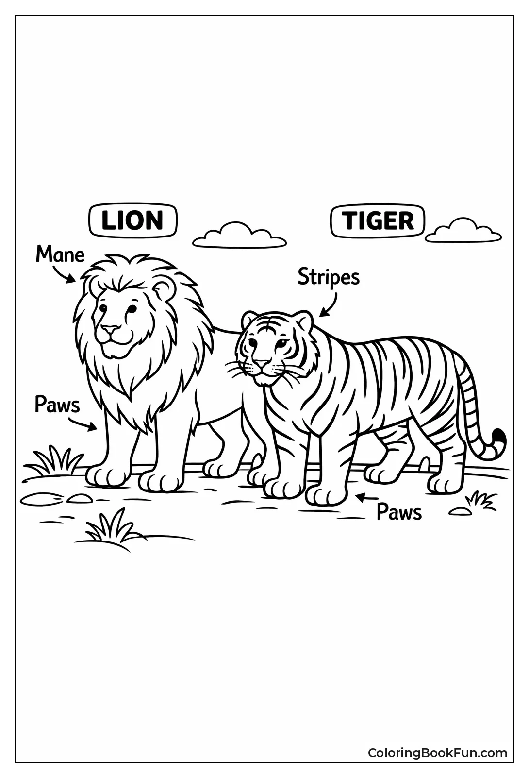 Lion Tiger Anatomy with Labels