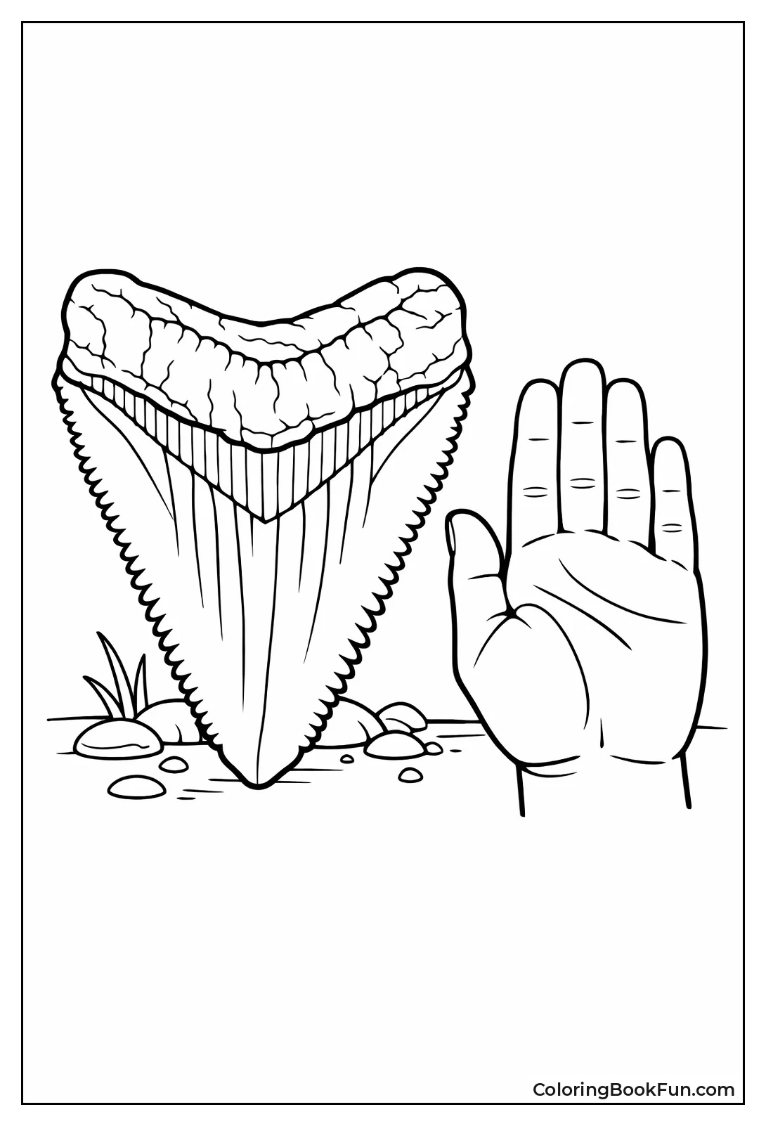 Fossil Tooth Shows Scale