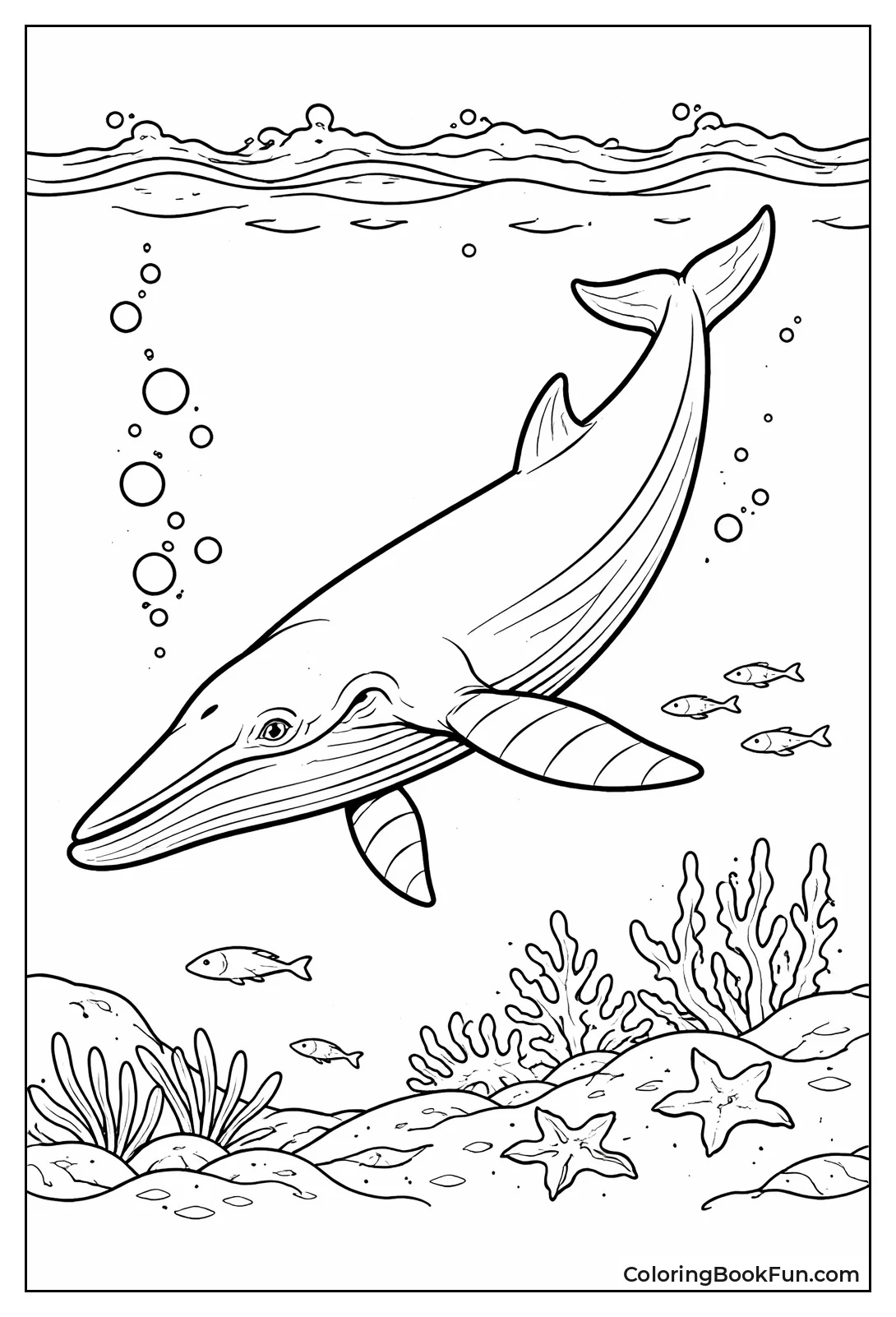 Minke Whale Portrait